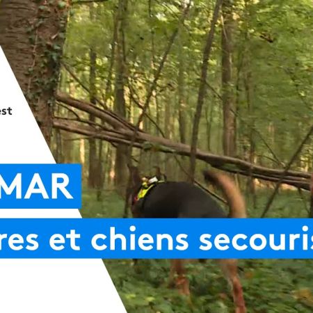 Secourisme des chiens et leurs